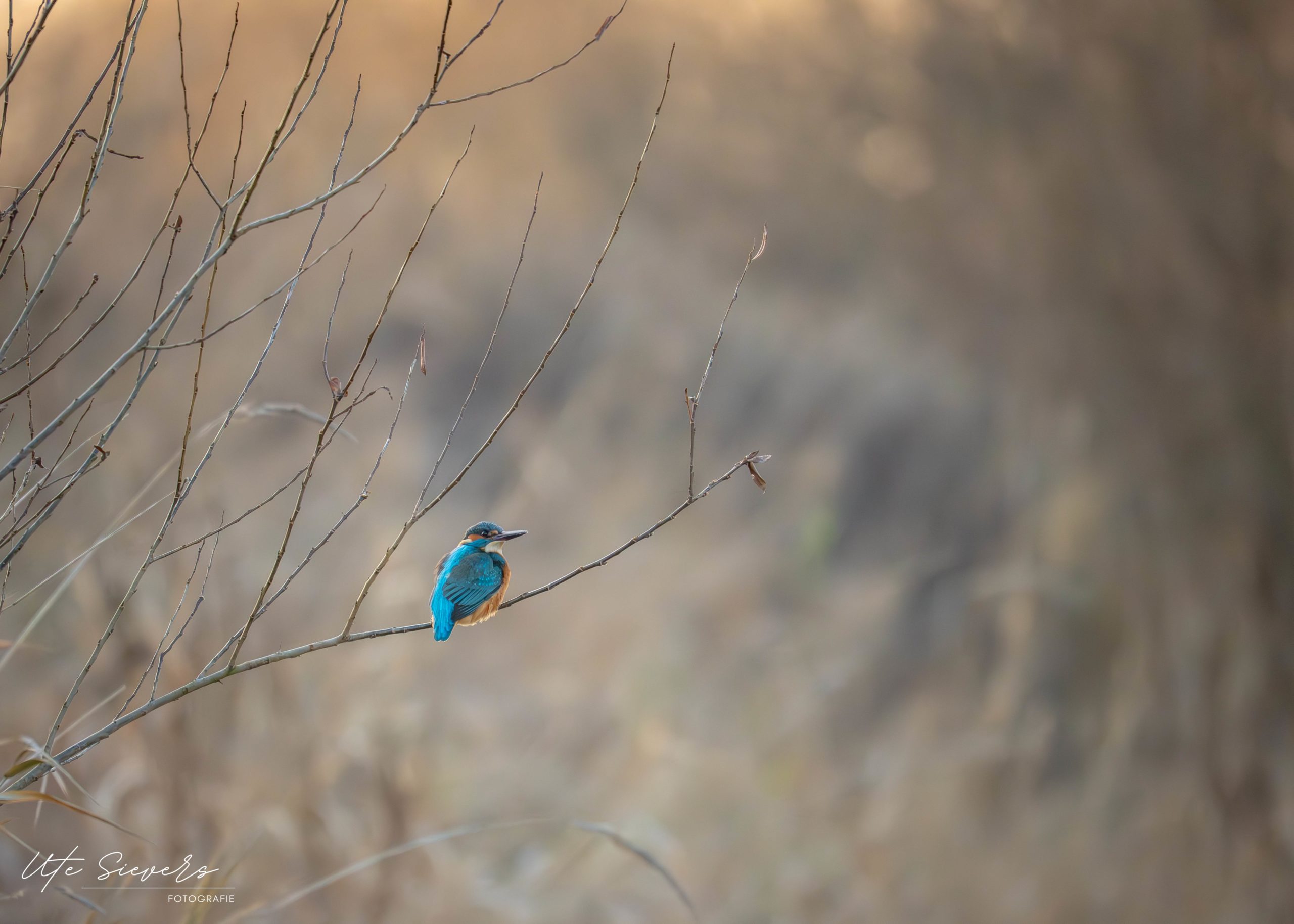 Eisvogel an der Weser auf einem Zweig bei klirrendem Frost