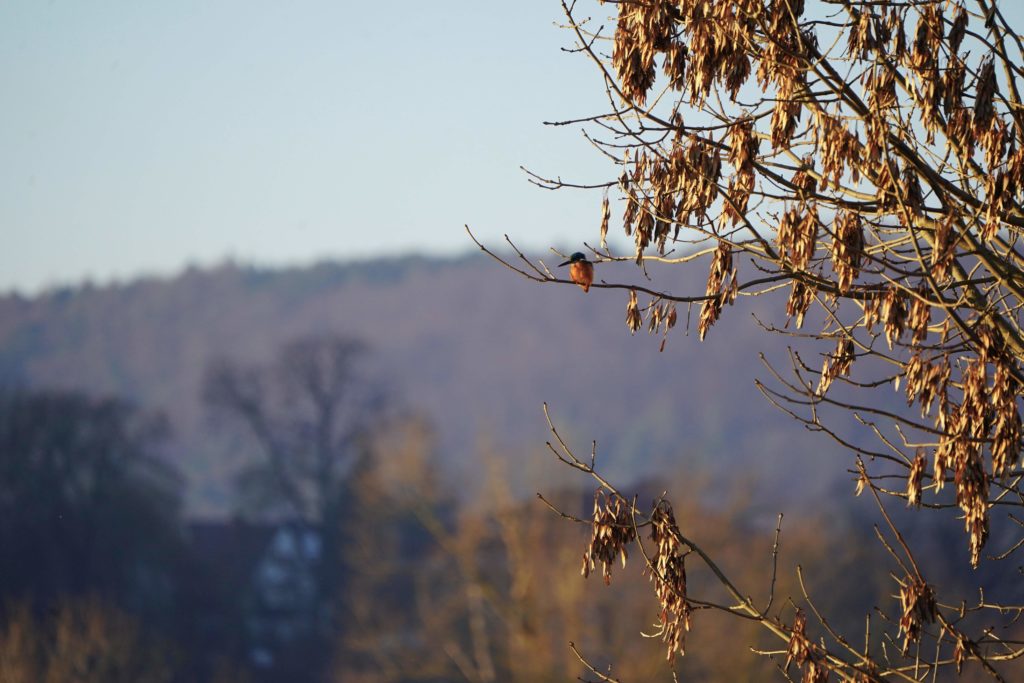 Eisvogel an der Weser, erste Sichtung