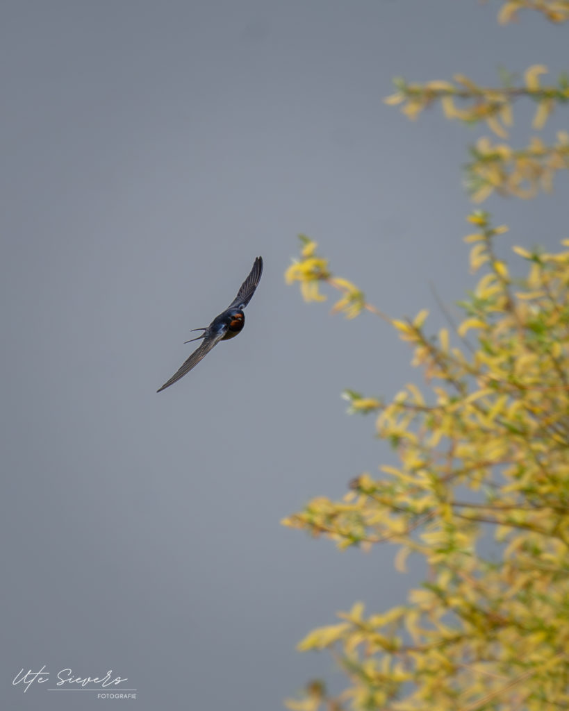 Rauchschwalbe im Flug - Sony A7III