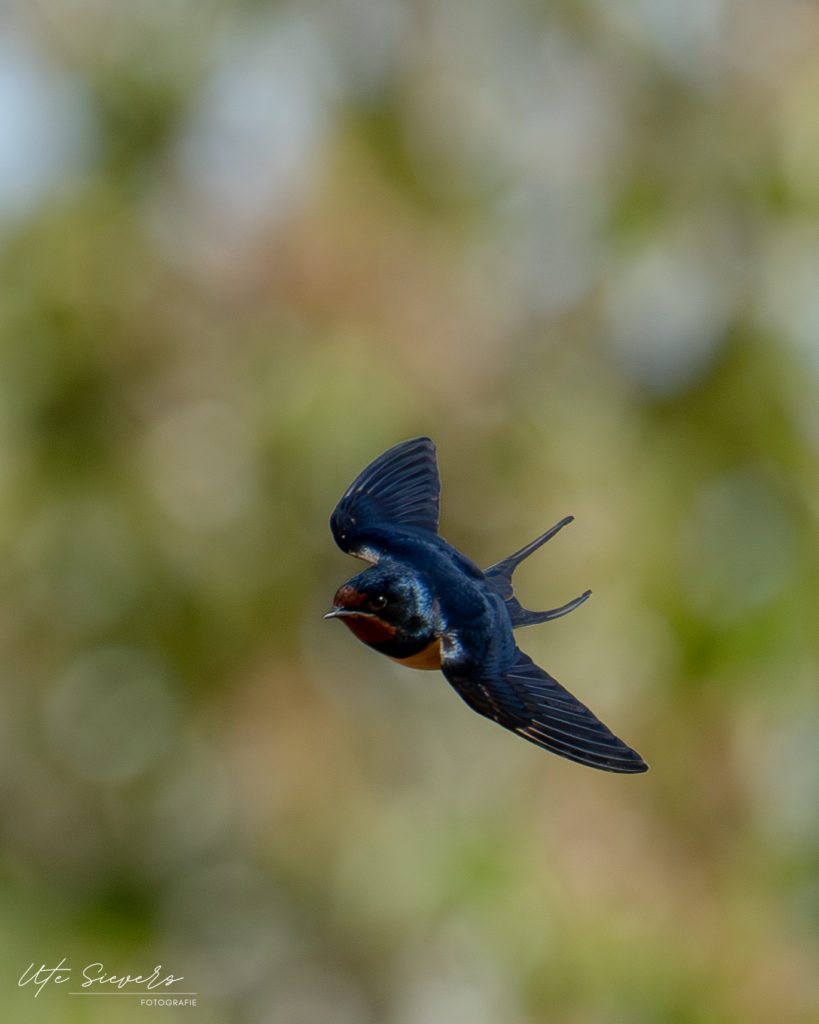 Rauchschwalbe im Flug - Sony A1