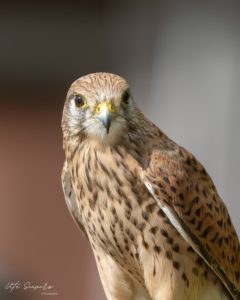 Turmfalke weiblich Porträt